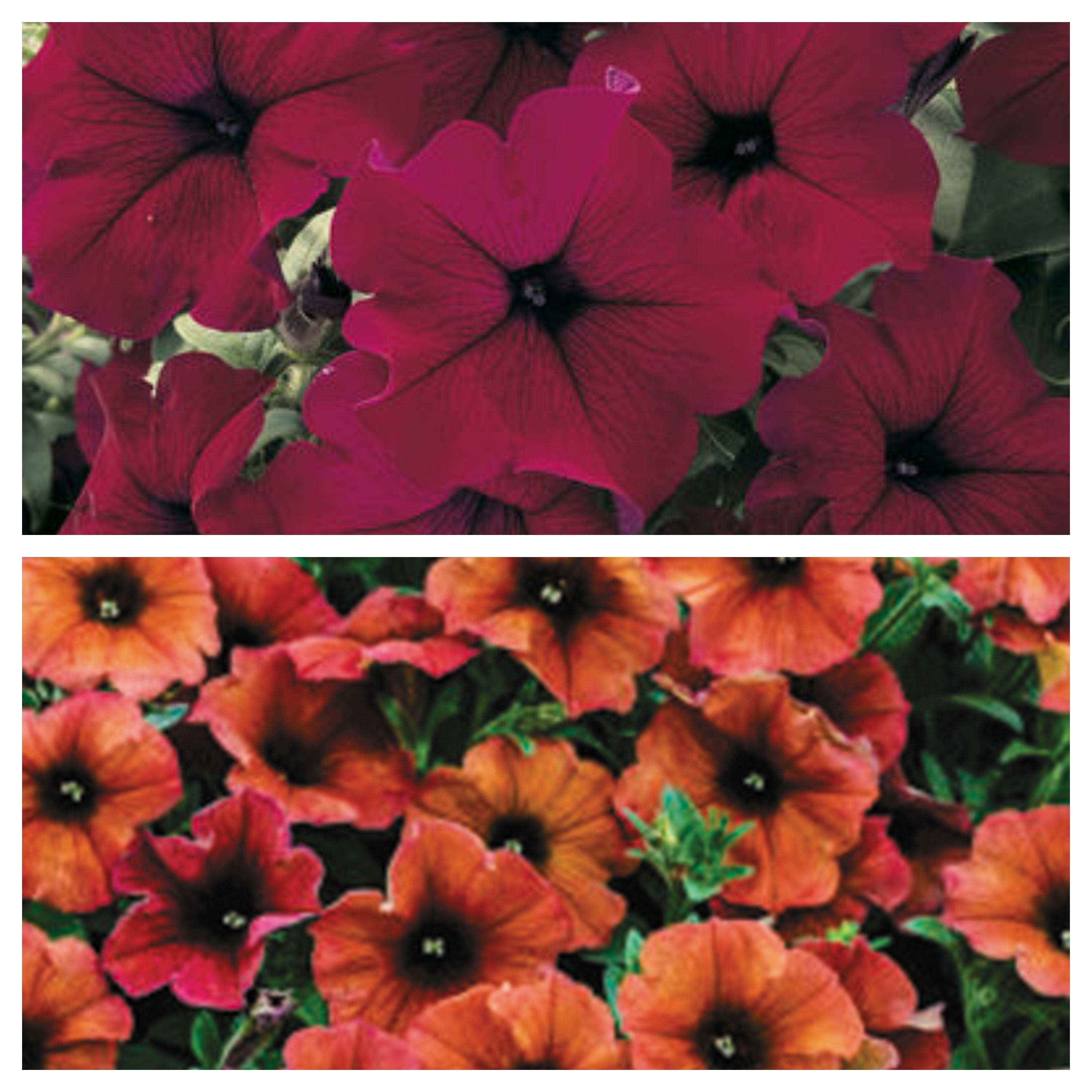 burgundy hanging plant 10" Cinnamon and Burgundy Petunia Hanging Basket