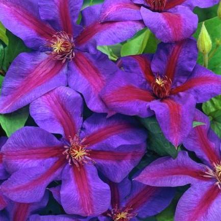 Mrs. N. Thompson Clematis Vine – Southern Idaho Landscape Center