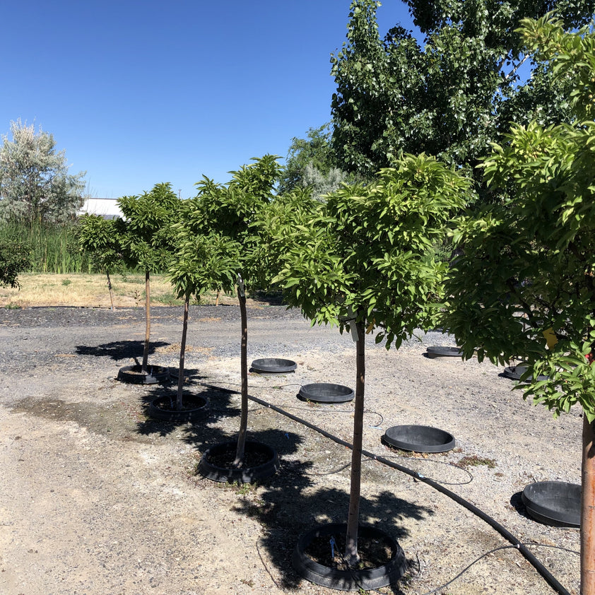 Cinderella Crabapple Tree – Southern Idaho Landscape Center