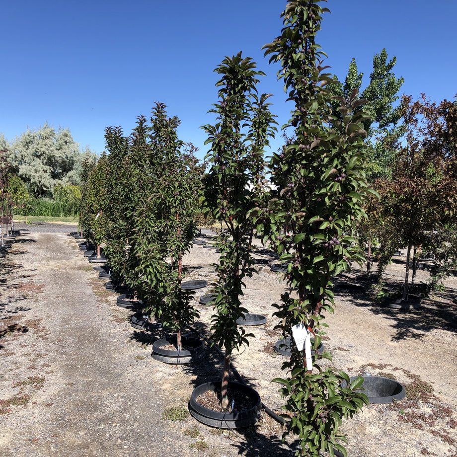 Emerald Spire Crabapple Tree – Southern Idaho Landscape Center