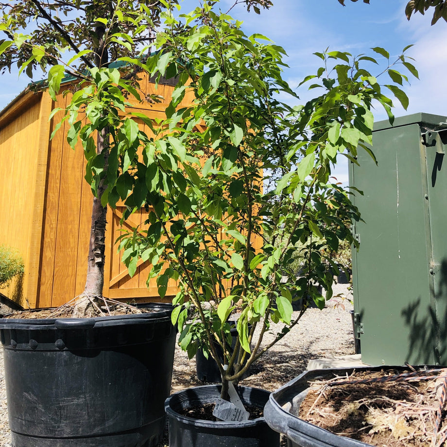 Spring Snow Clump Crabapple Tree – Southern Idaho Landscape Center