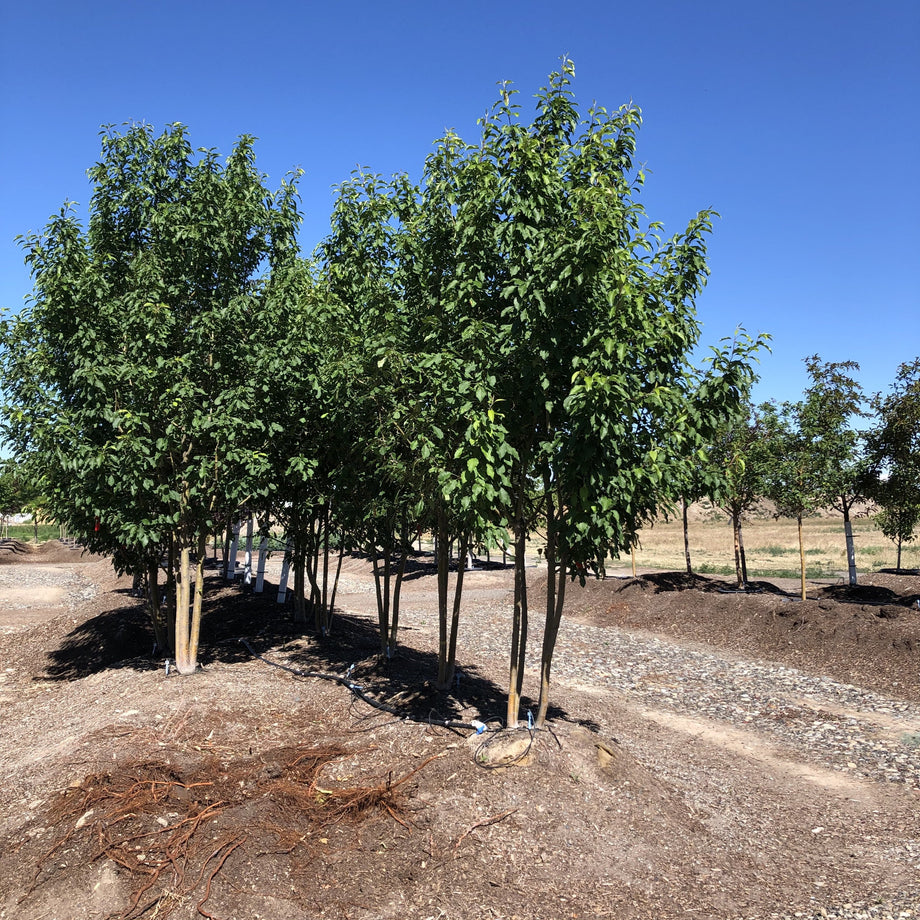 Spring Snow Clump Crabapple Tree – Southern Idaho Landscape Center