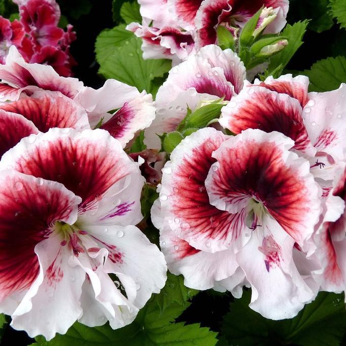 martha washington geranium seeds for sale Elegance Crystal Rose Martha Washington Geranium – Southern Idaho Landscape Center