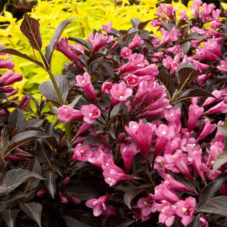 Dark Horse Weigela – Southern Idaho Landscape Center