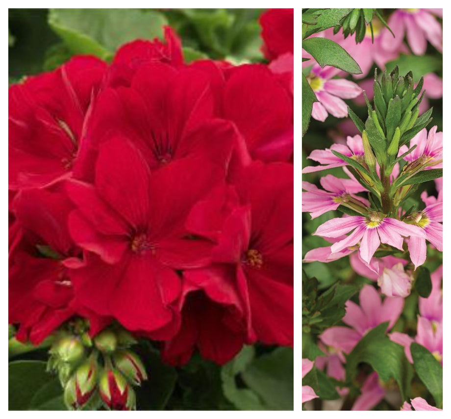 geranium hanging plant 12" Red Geranium with Pink Scaevola Hanging Basket – Southern Idaho Landscape Center