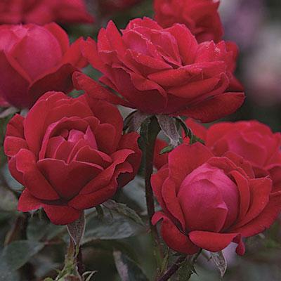 Grub Roses Shrub Roses – Southern Idaho Landscape Center