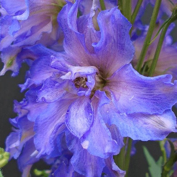 Breezin Delphinium (Larkspur) – Southern Idaho Landscape Center