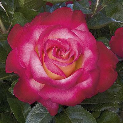Dick Clark Grandiflora Rose - 3 Gallon Growers Pot – Southern Idaho ...