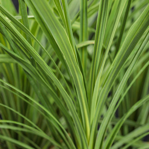 dracaena spike seeds Dracaena indivisa