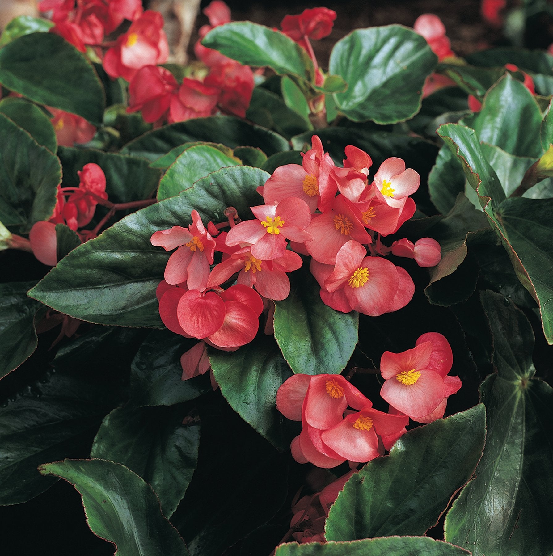 hanging basket begonia plants 12” Dragon Wing Begonia Hanging Basket Plant – Southern Idaho Landscape Center