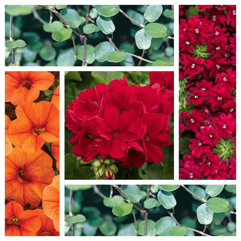 16 hanging planter 16" Dreamy Red Hanging Basket – Southern Idaho Landscape Center