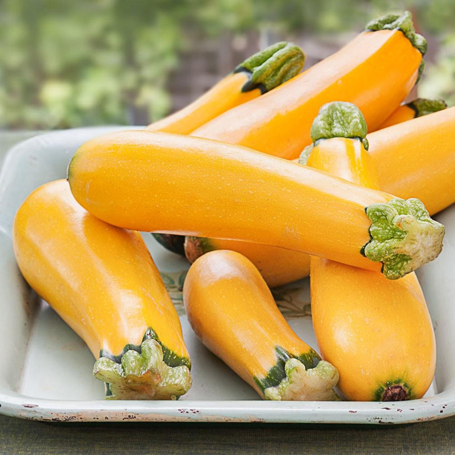 Easy Pick Gold Zucchini (Garden Starter Plant) – Southern Idaho Landscape  Center
