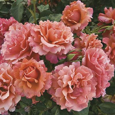 can you plant floribunda roses in pots Easy Does It Floribunda Rose
