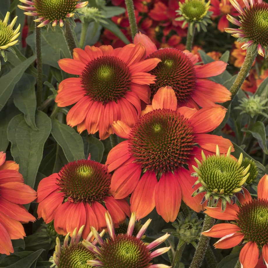 orange echinacea plant Echinacea | Sombrero Coneflower