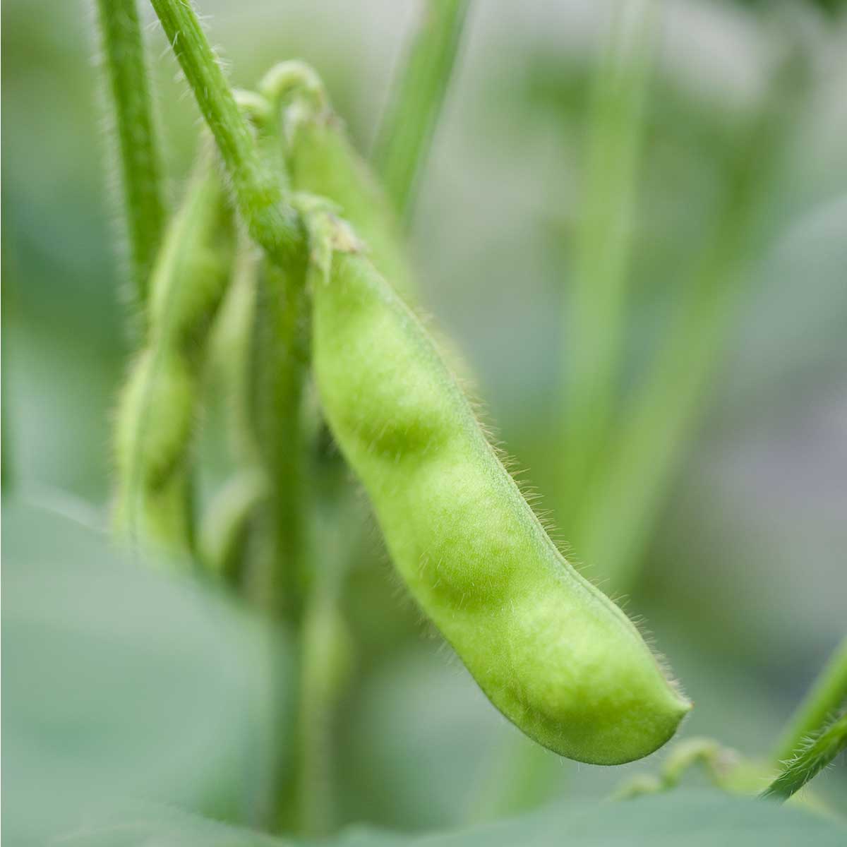 where to buy edamame seeds for planting Edamame (Garden Starter Plant) – Southern Idaho Landscape Center