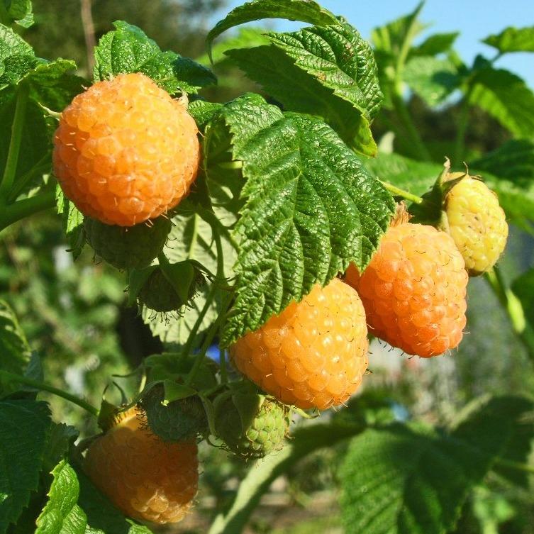 Orange Raspberry Plant