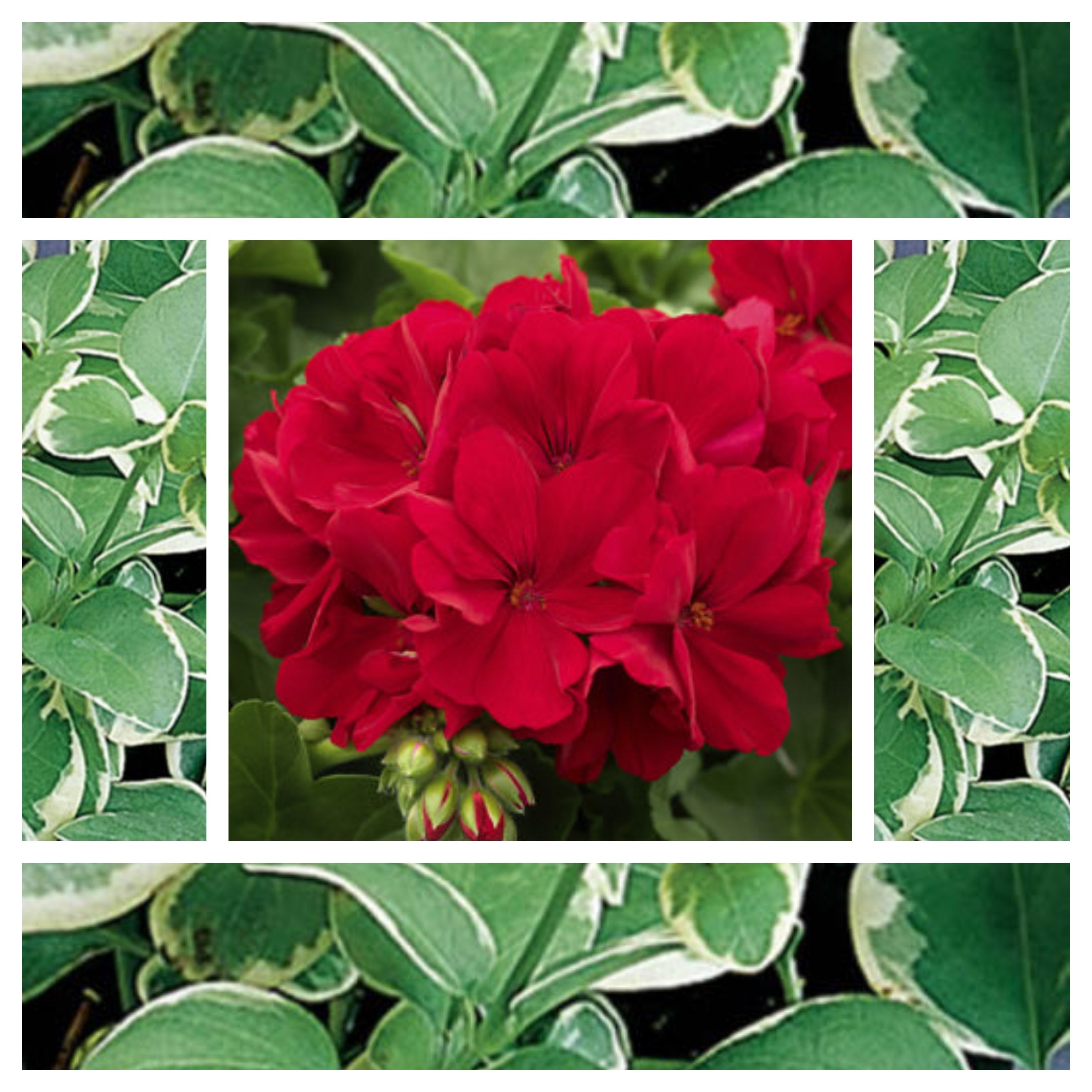 variegated hanging basket plant 16" Variegated Dark Red Hanging Basket