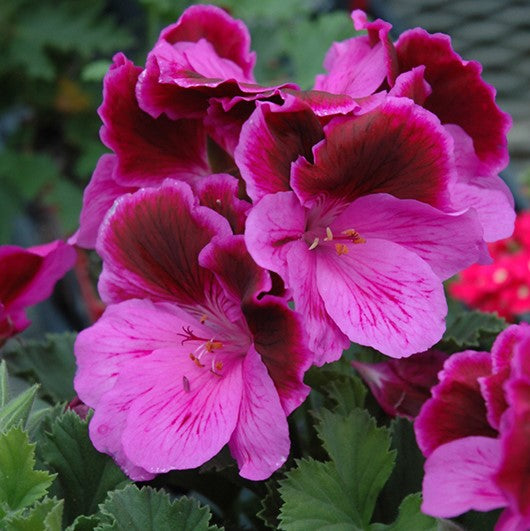 martha washington geranium seeds Elegance Lilac Majesty Martha Washington Geranium