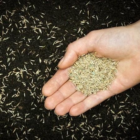 low cost grass seed Grass Seed 80/20 – Southern Idaho Landscape Center
