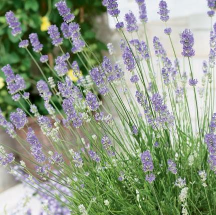 where to buy french lavender plants near me Grosso French Lavender
