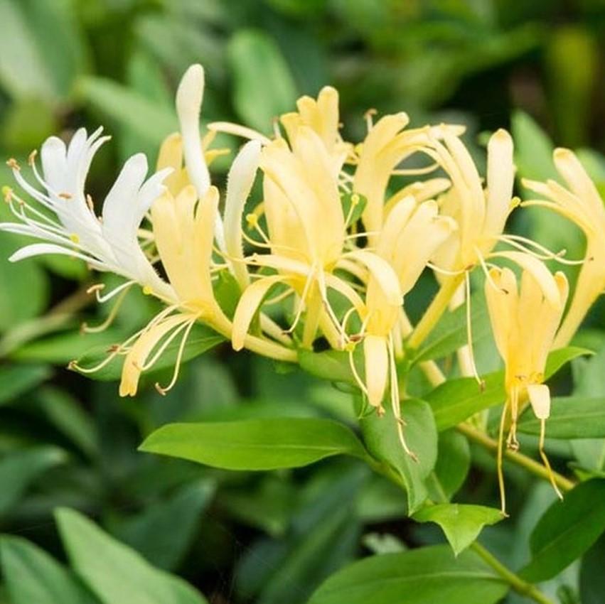 honeysuckle plant indoors Hall's Honeysuckle Vine, Lonicera, Landscape Plant – Southern Idaho Landscape Center