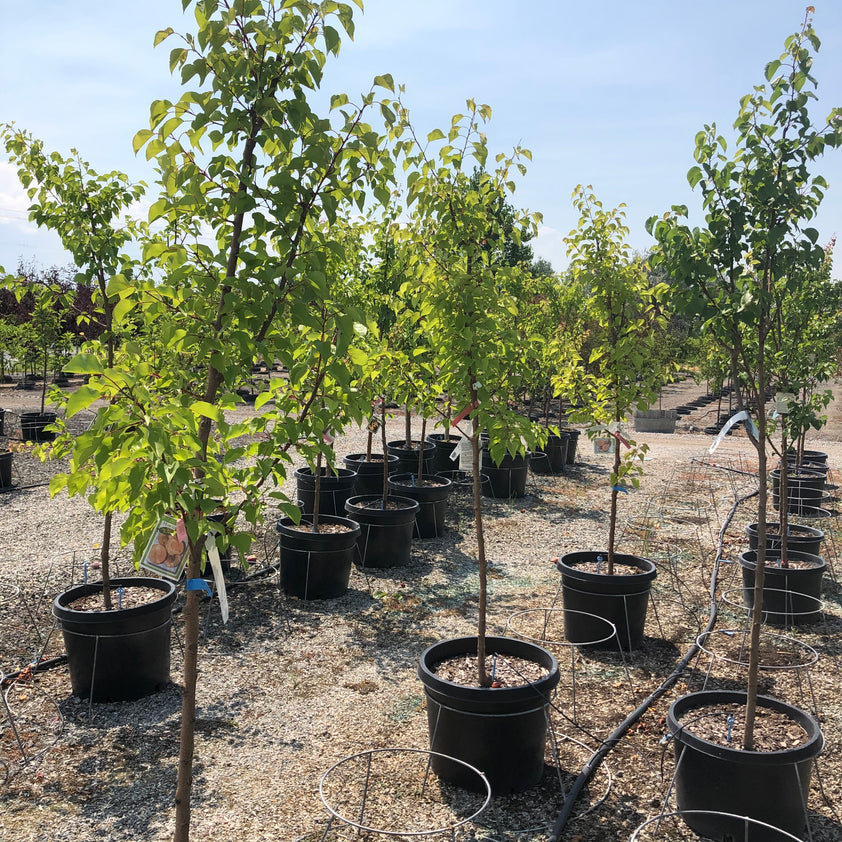 Harcot Apricot Tree Southern Idaho Landscape Center