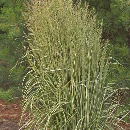 Hello Spring Calamagrostis (Feather Reed Grass) – Southern Idaho ...