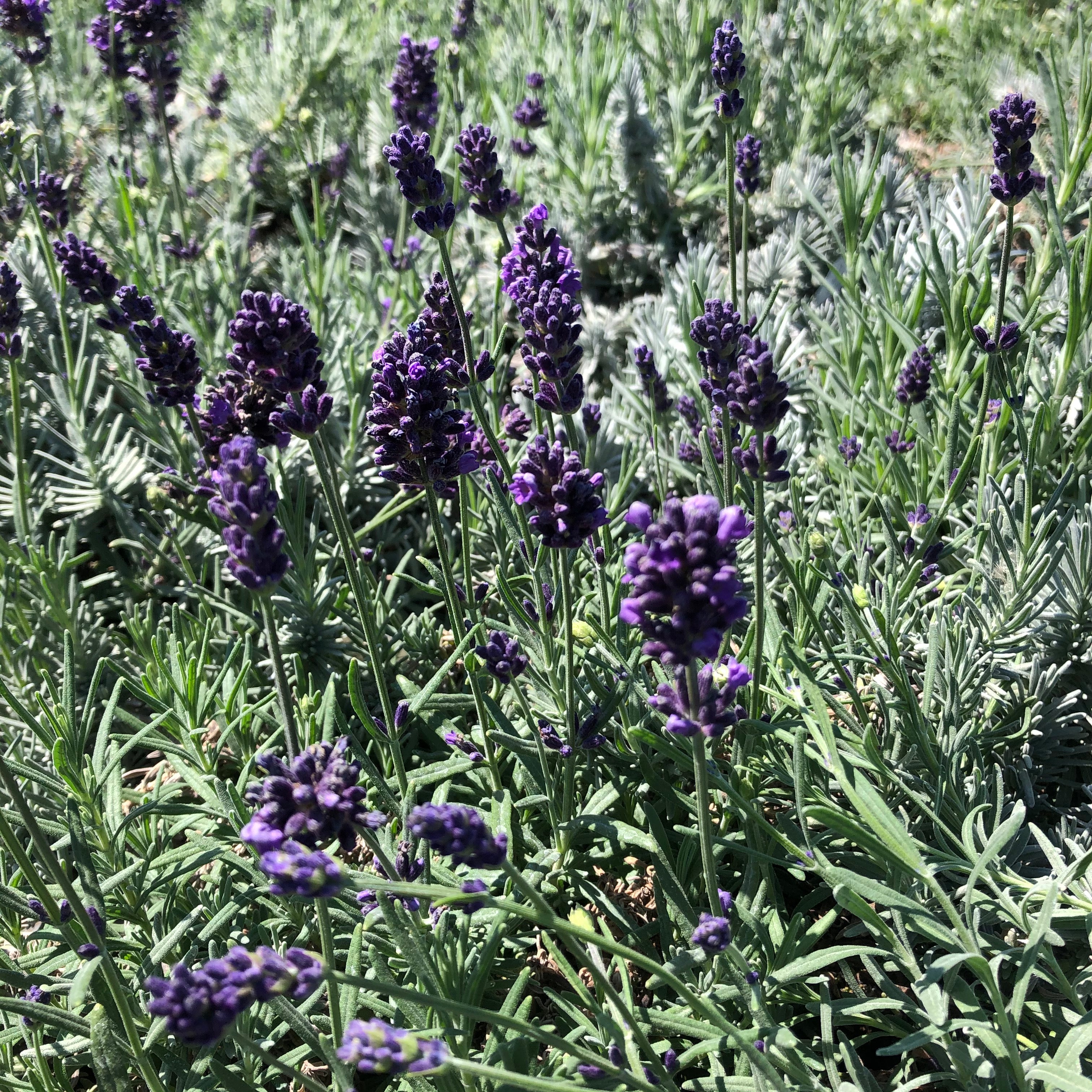 blue lavender plants Hidcote Blue English Lavender – Southern Idaho Landscape Center