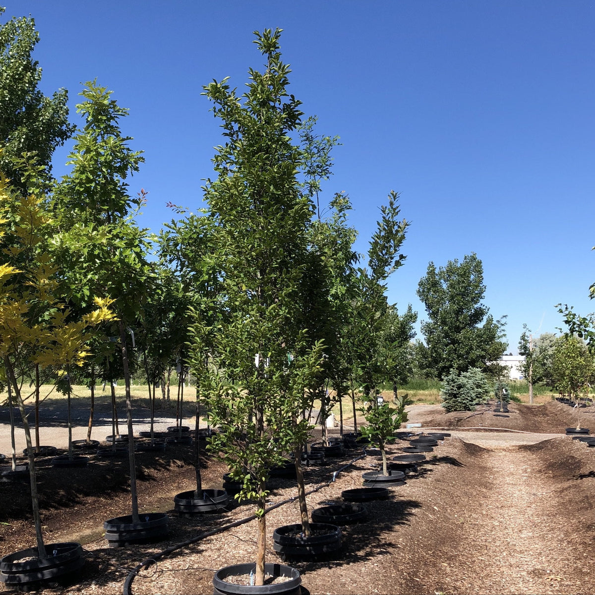 Pyramidal European Hornbeam Tree – Southern Idaho Landscape Center