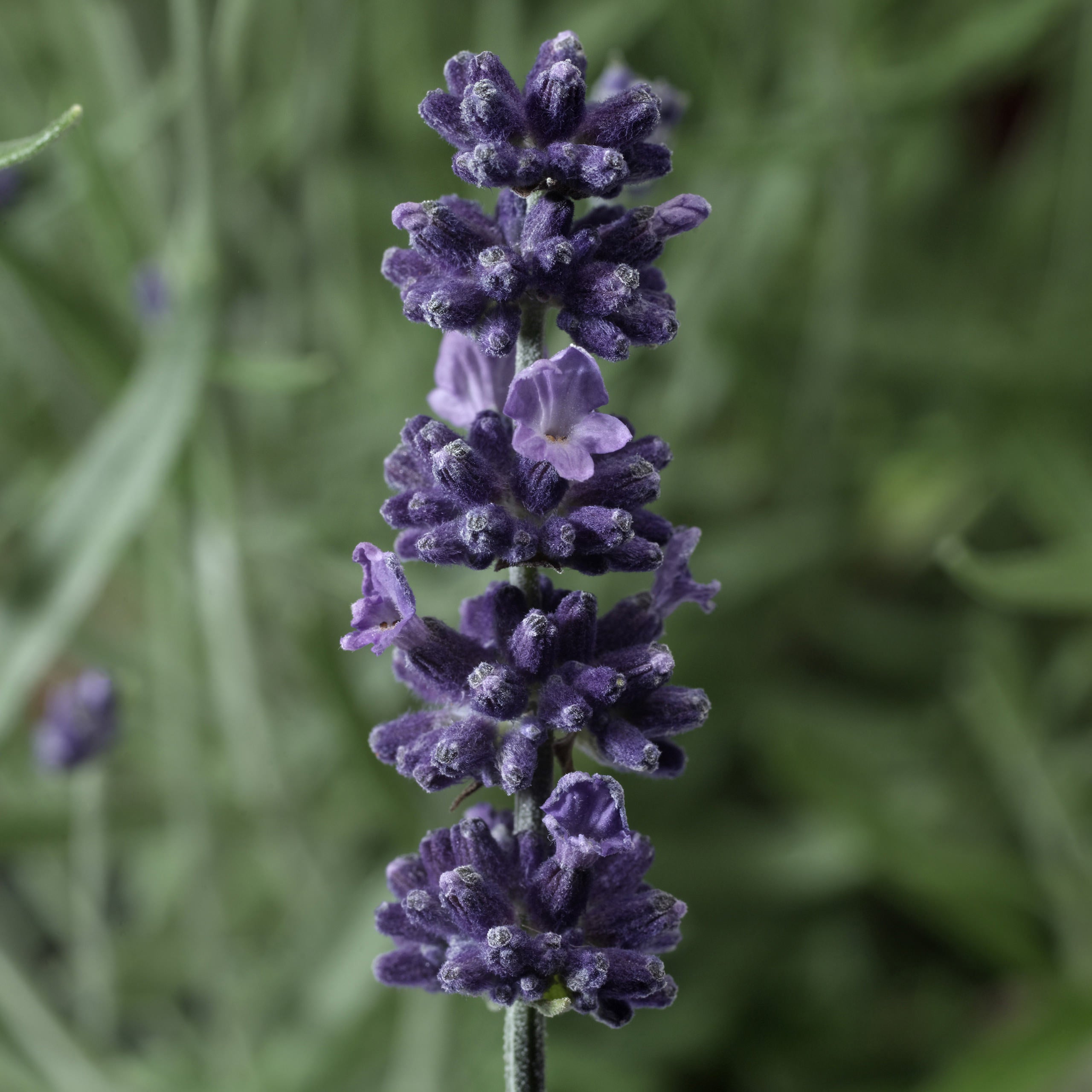 old english lavender plants for sale Sentivia Early Blue English Lavender – Southern Idaho Landscape Center