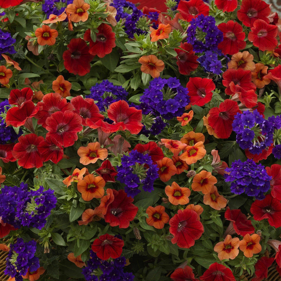 summer hanging basket plants 10