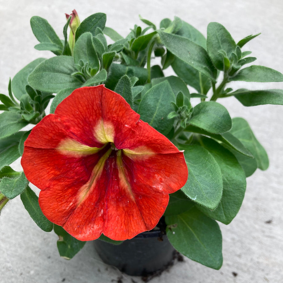 Crazytunia Frisky Orange Petunia – Southern Idaho Landscape Center