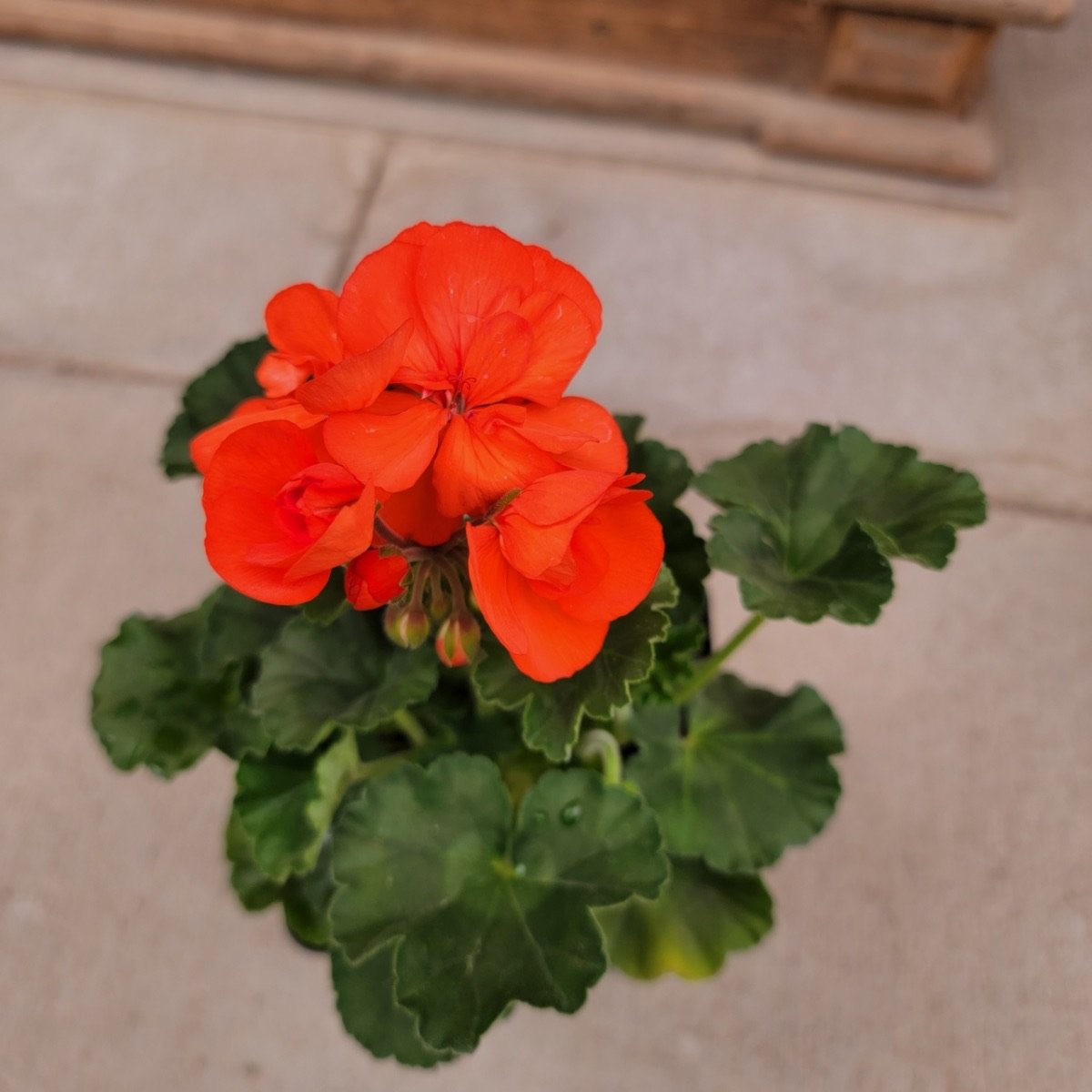 Savannah Oh So Orange Zonal Geranium Southern Idaho Landscape Center Savannah Oh So Orange Zonal Geranium Southern Idaho Landscape Center