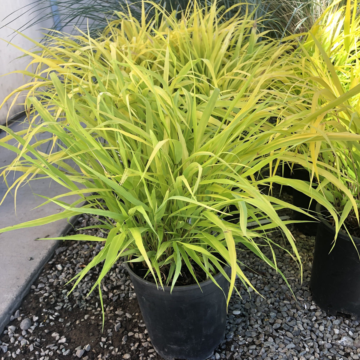 All Gold Hakonechloa Grass