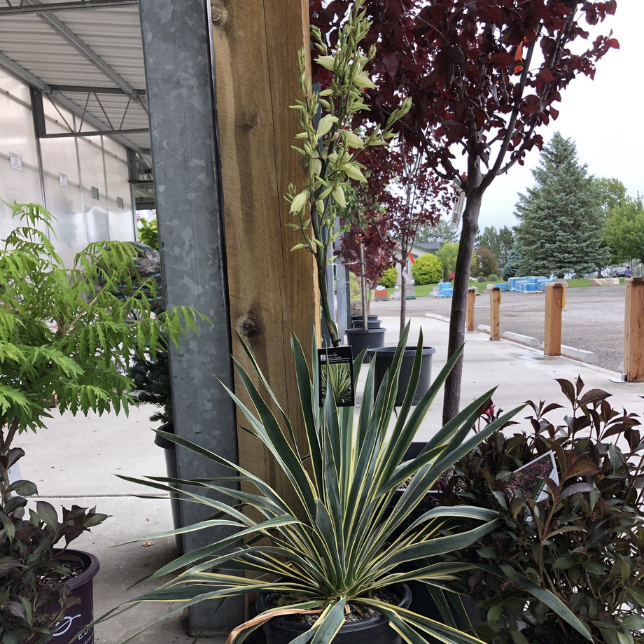 Bright Edge Yucca (Adam's Needle) – Southern Idaho Landscape Center