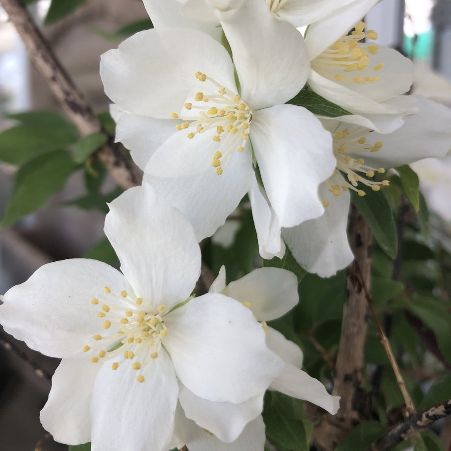 Blizzard Philadelphus (Mock Orange) – Southern Idaho Landscape Center