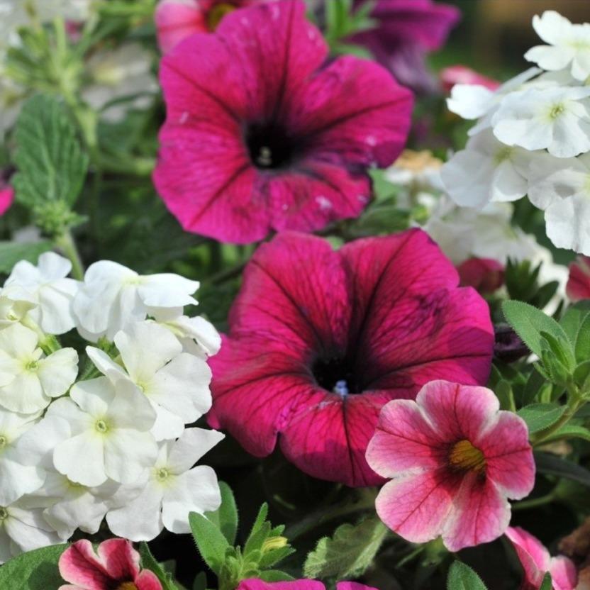 10" Confetti Mountain's Majesty Hanging Basket Southern Idaho