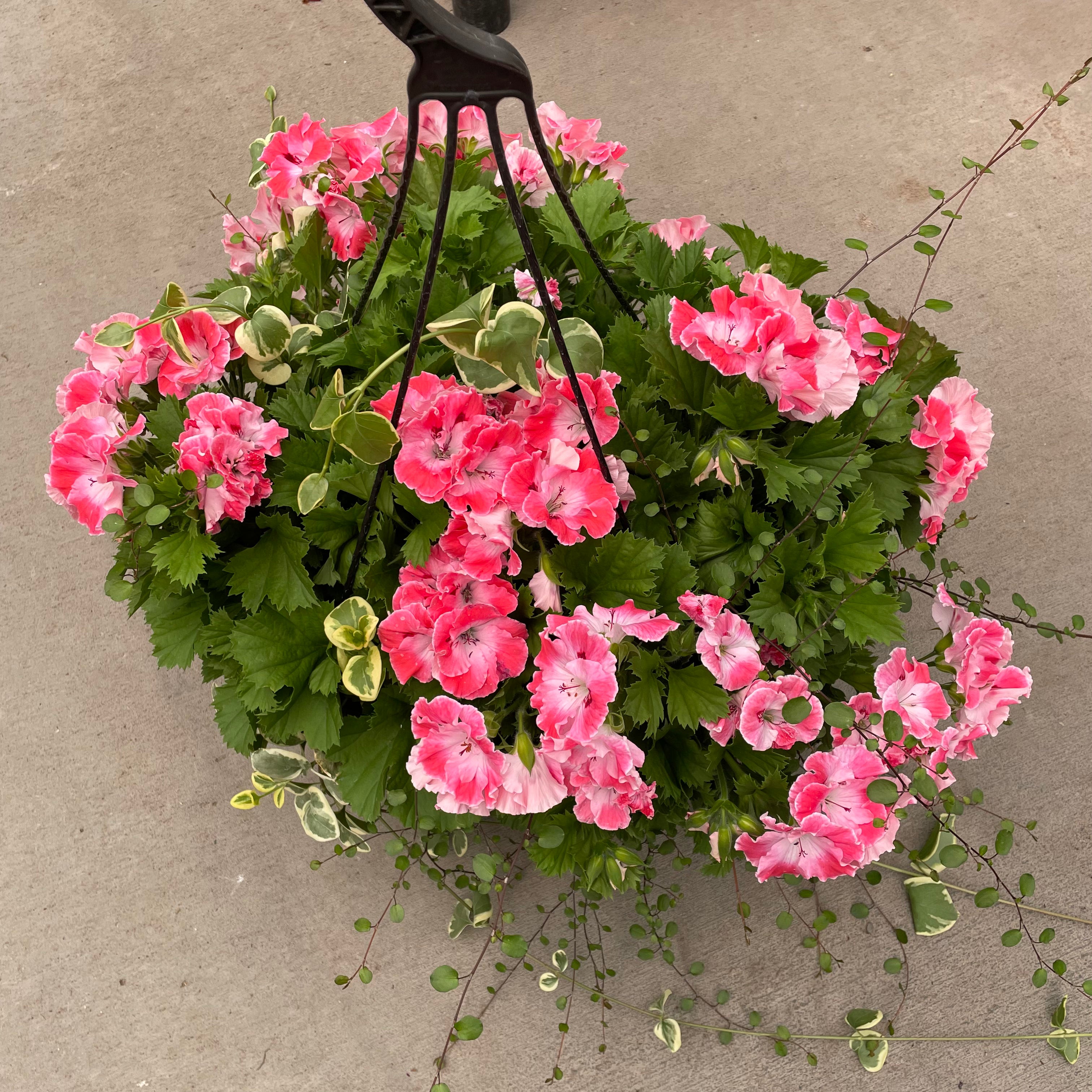 geraniums hanging plants 12" Elegance Sunrise Geranium with Vinca and Wire Vine Hanging Basket Plant – Southern Idaho Landscape Center