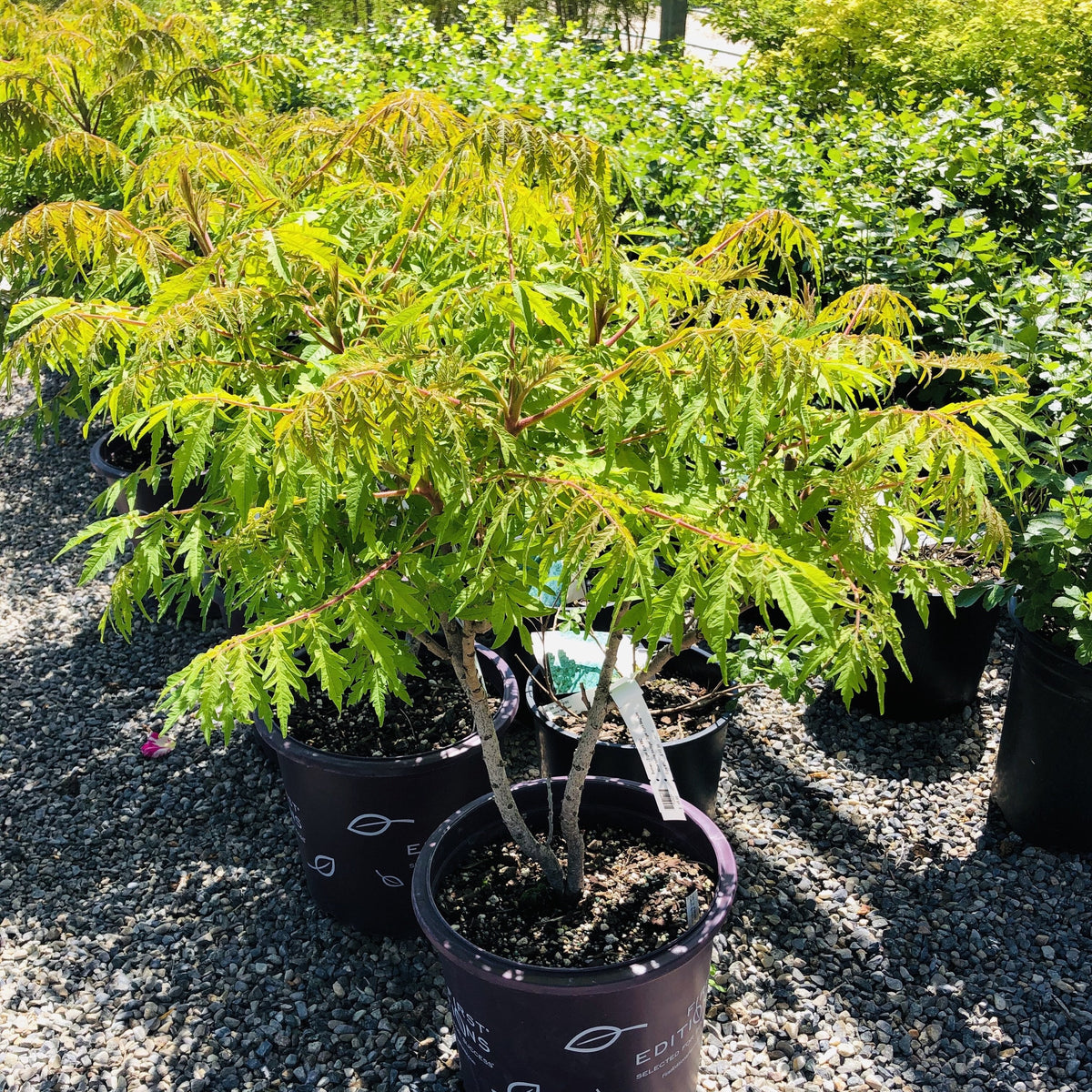 Tiger Eyes Staghorn Sumac Southern Idaho Landscape Center