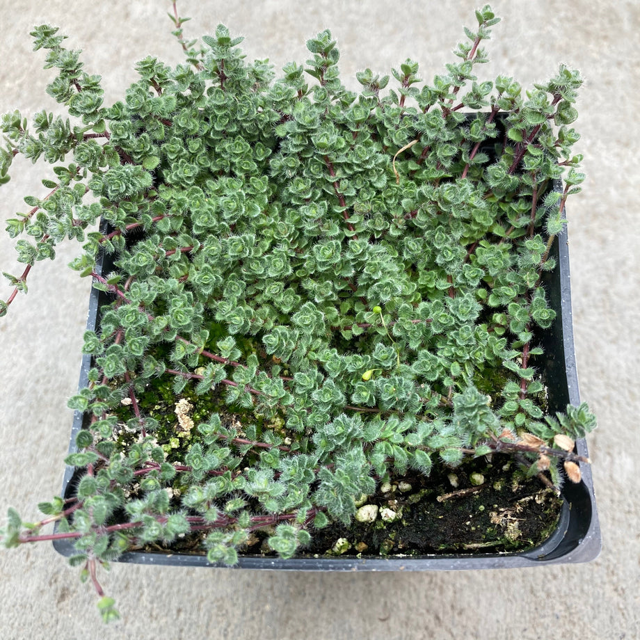 Woolly Thyme – Southern Idaho Landscape Center