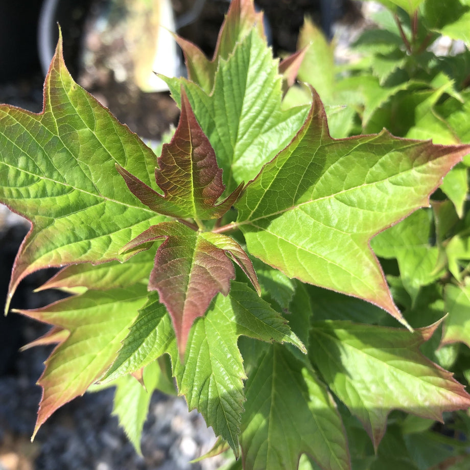 Bailey Compact Viburnum (American Cranberrybush) – Southern Idaho Landscape  Center