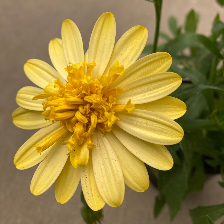 4D Sunburst Osteospermum (African Daisy) – Southern Idaho