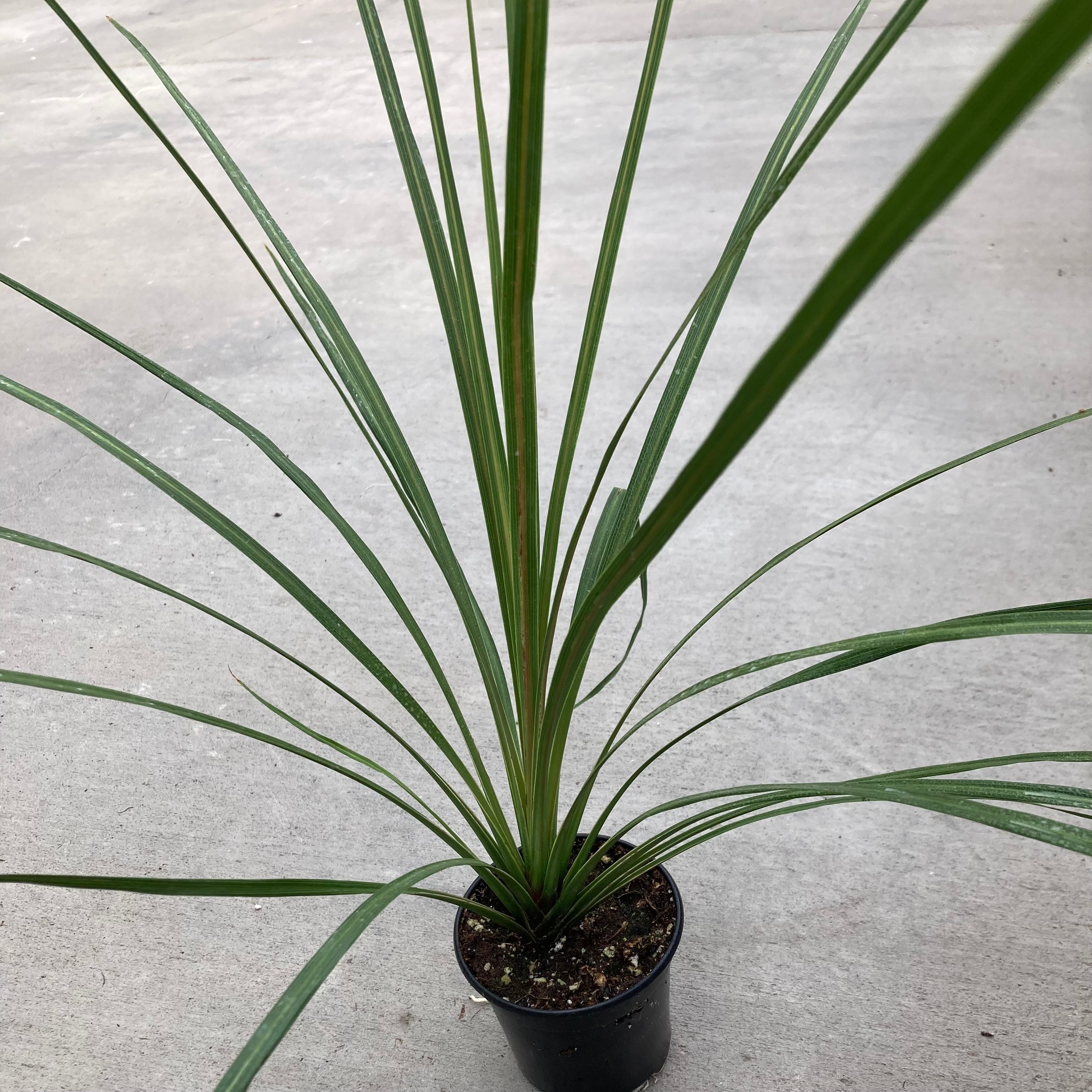 dracaena spike plant care Dracaena indivisa