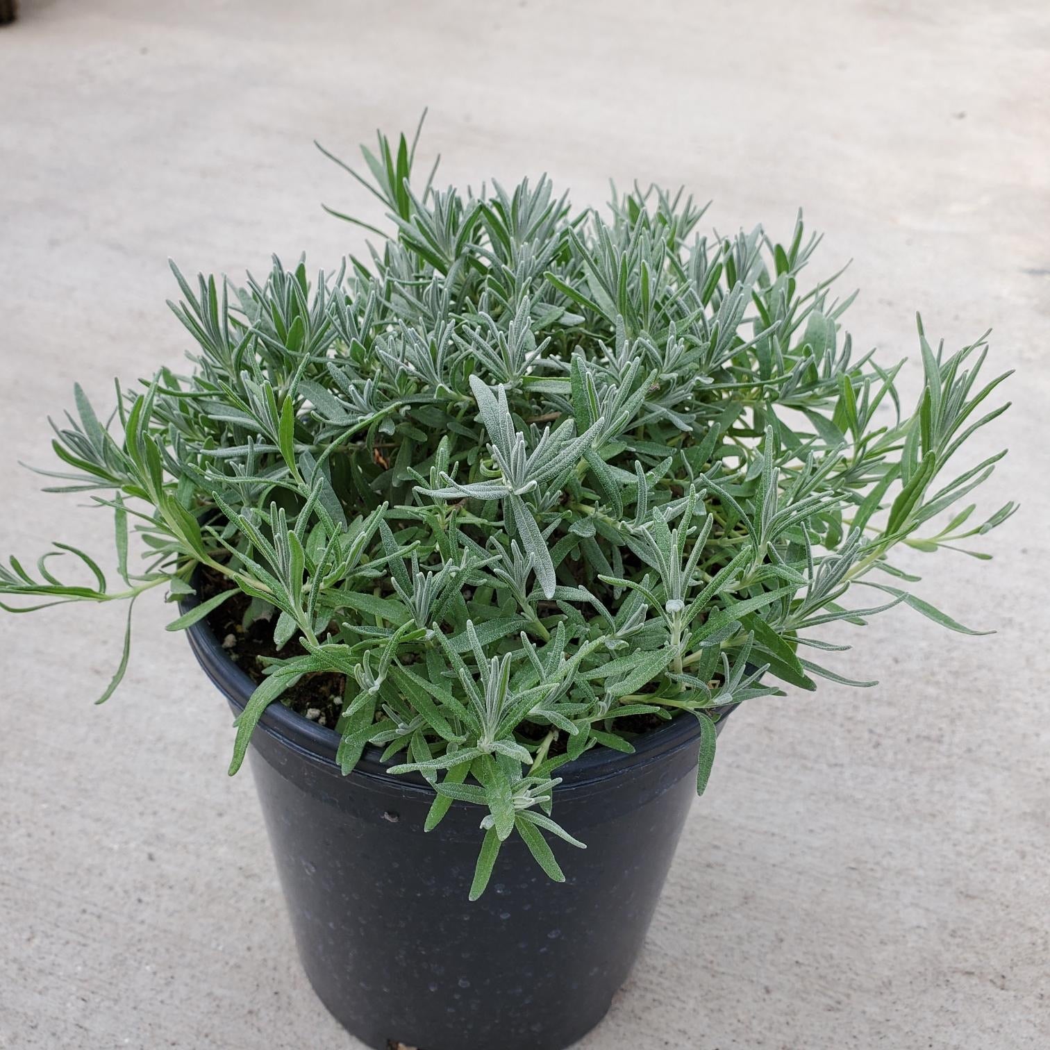 english lavender live plant Lavandula | Munstead Lavender