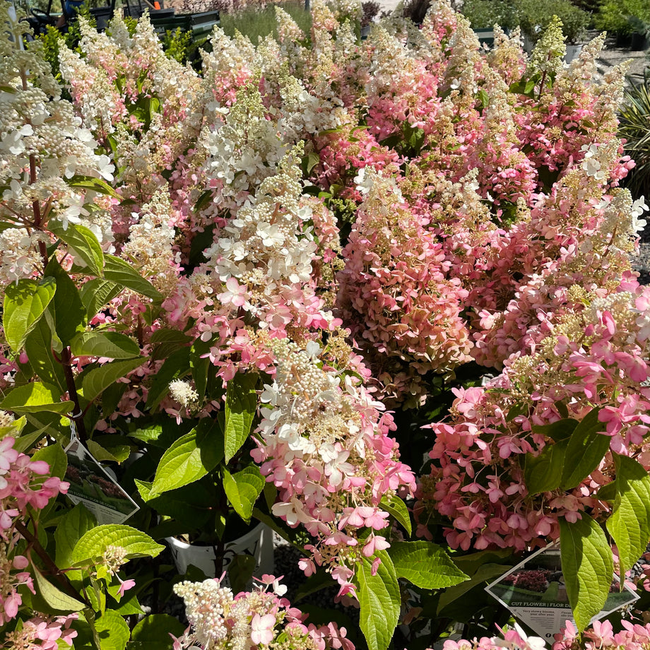 image_1c814d19-31b2-484b-8469-