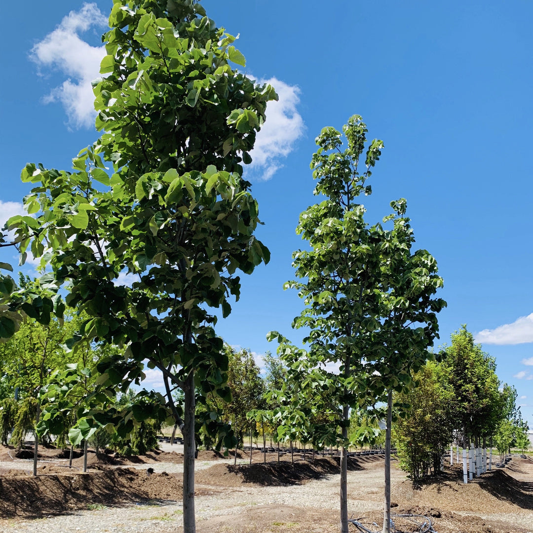 Sterling Silver Linden Tree – Southern Idaho Landscape Center