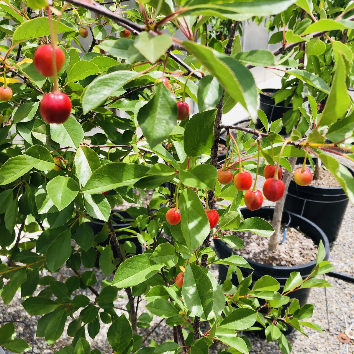 Bush Cherry Tree Juliet Bush Cherry – Southern Idaho Landscape Center