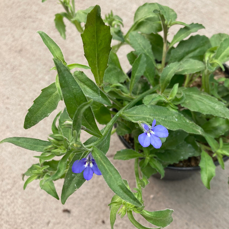 image_21da8195-0f80-4f54-ac80-