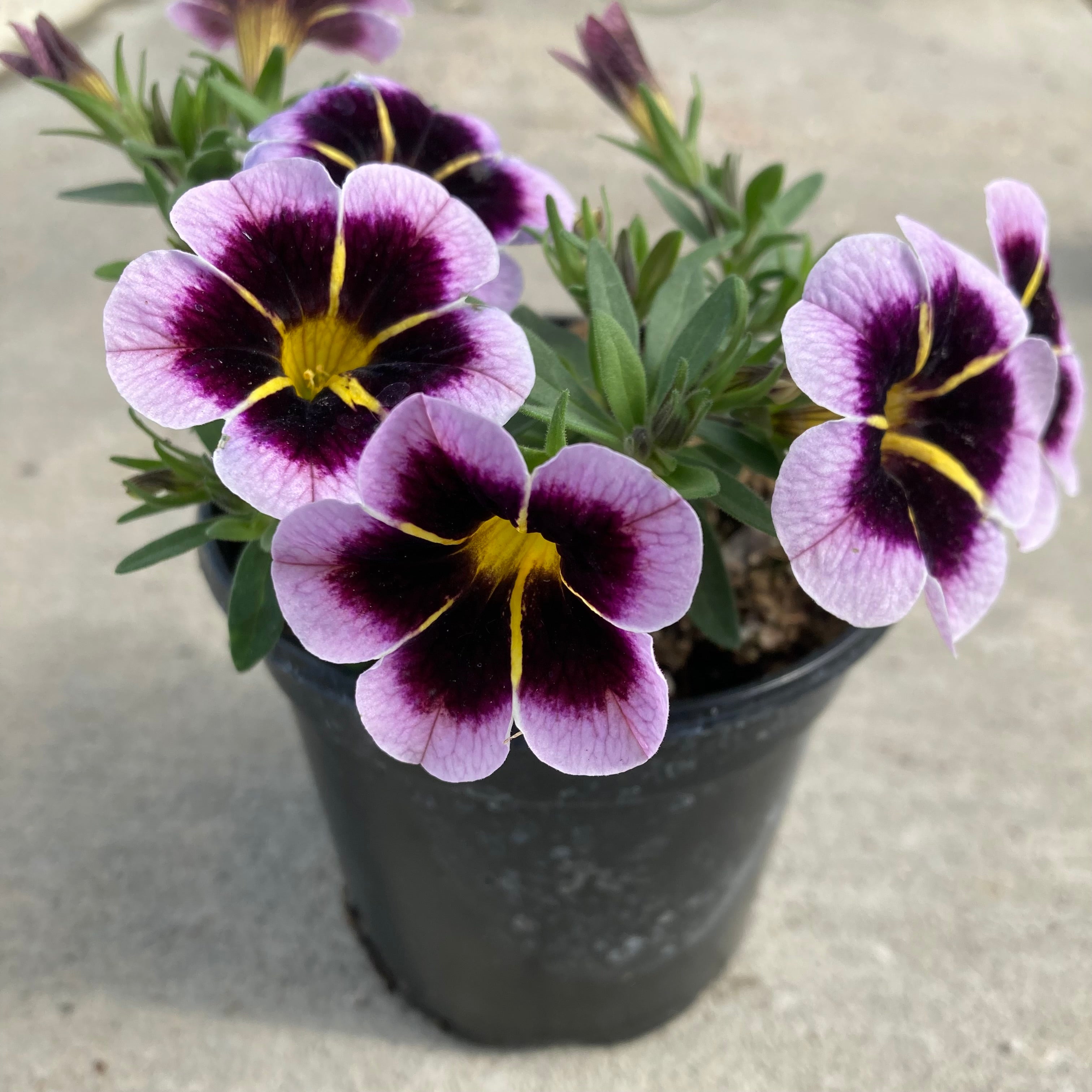 Calibrachoa Calitastic Raspberry Calitastic Bordeaux Star Calibrachoa (Million Bells) – Southern Idaho ...