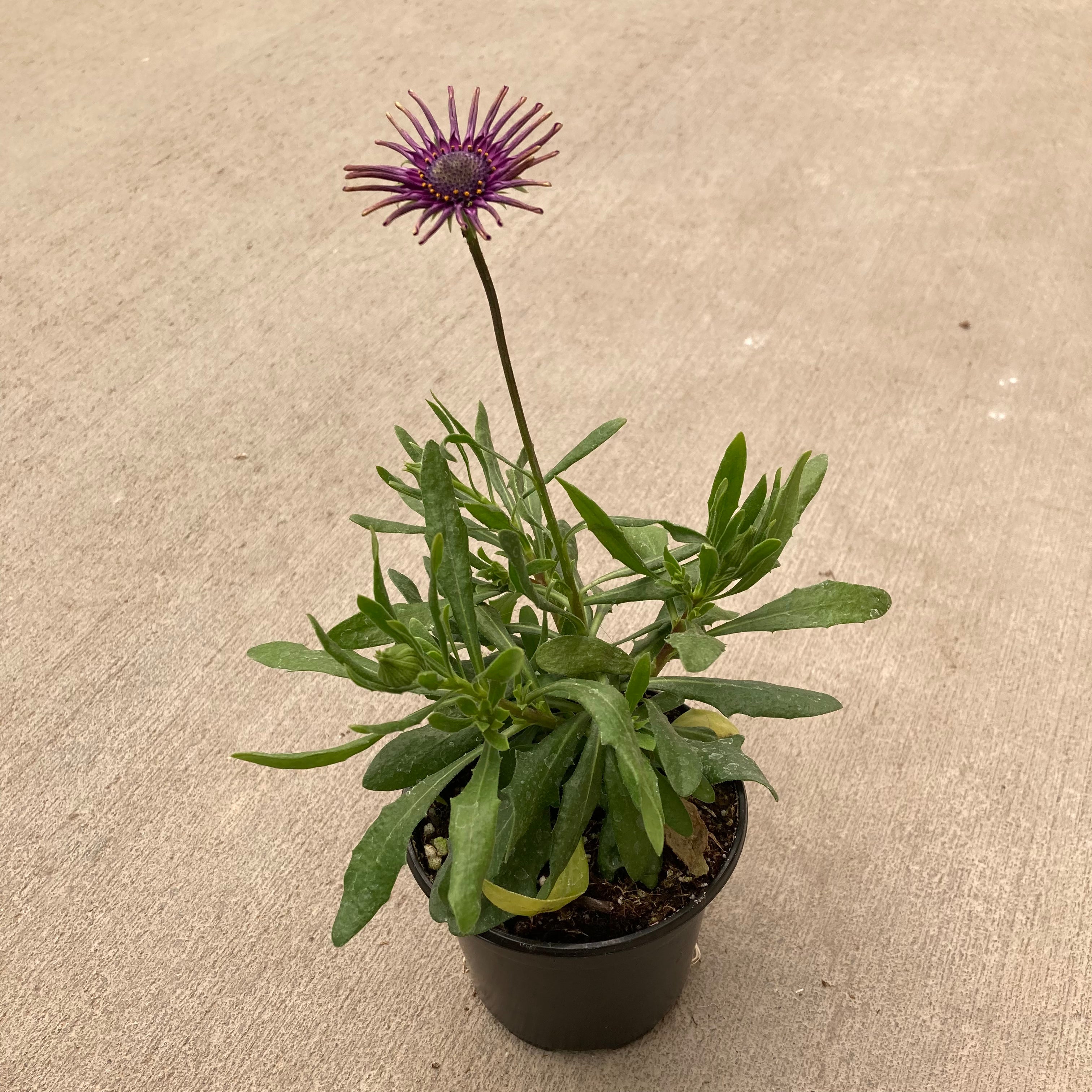 spider daisy plant Flower Power Spider Purple Osteospermum (African Daisy)
